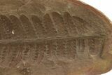 Crenulopteris Fern Fossil - Mazon Creek #284417-2